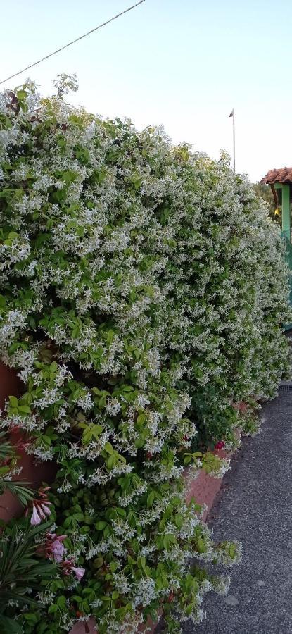 Casa Vacanze Mimose Palinuro Eksteriør billede